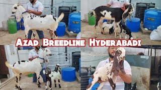 Azad Breedline Hyderabadi Bakriya |Saste Nasal Wale Hyderabadi Goats|Qazipura | Hyderabad