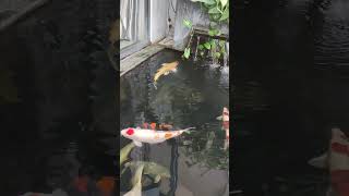 Koi fish - yellow #koi #koifarm #koifish #aquarium #fish #koipond #fishing #aquariumfish