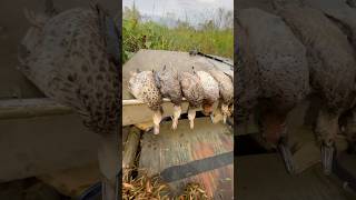 Louisiana Duck season opener at my off grid houseboat #louisiana #duckhunting #houseboat #goodtimes