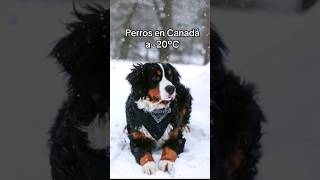 A mis perros no les gusta el frio