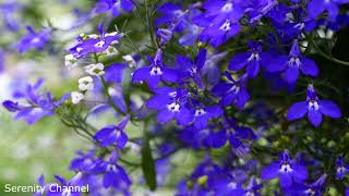 💜 Did you know Lobelia 💜