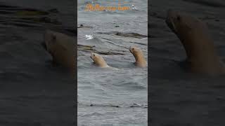 Steller sea lion / Otarie de Steller #wildlife #canada #otarie #sealions