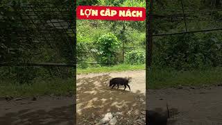 LỢN CẮP NÁCH Ở LÀO