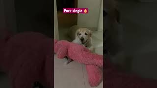 😂😂 #tranding #funny #funnydog #labrador #viralshorts #shortvideo #youtubeshorts #doglover #dog