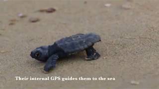 Baby sea turtles hatching and heading out to sea in Greece