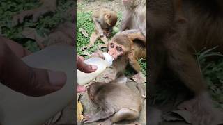 bandar ka bachcha dudhu pita 🍼🍼🍼🐵🐵🐵#bandar #monkeyvideo #monkey 0560