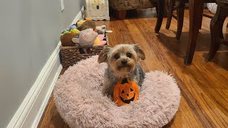 Evening Playtime with the Pumpkin 🎃 #yorkies #viralvideo #cute #Rylie