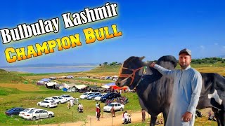 Bulbulay Kashmir bull Race || 1st Position Champion Bull Azad Kashmir Pangpeer Mela chakswari