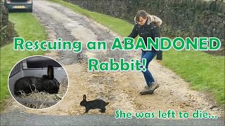 Rescuing an ABANDONED Rabbit! | Dumped at the side of the road!