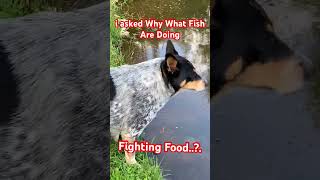 i asked Why What Fish Are Doing #FishFeeding