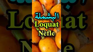 أهم فوائد البشملة(الأسكدنيا/المزاح/الزعرور)/Loquat benefits/Les bienfaits de la nèfle#shorts