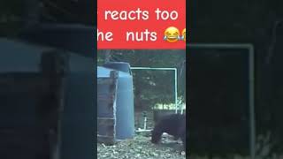 when a bear gets hit in the nuts