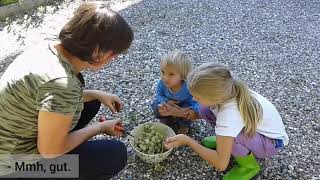 Süßes vom Sommer für kalte Zeiten | Pflaumen & Weintrauben haltbar machen | Naschgartengeschichte 04