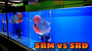 SRM VS SRD CAKEP PARAH