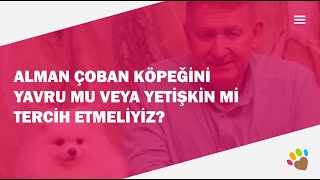 Alman Çoban Köpeğini yavru mu veya yetişkin mi tercih etmeliyiz ?