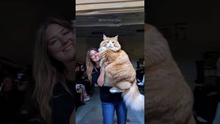 #91 Cute Cat videos 😻😻 #fails #funny #moments #reels