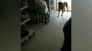 Perro robando en tienda