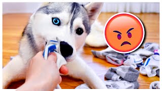 Husky Gets Put in Timeout for Stealing Socks! (She’s not happy about it!)