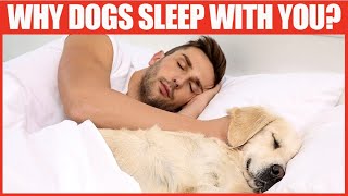 Why Your Dog Loves to Sleep with You