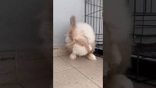 Rabbit being fluffy and cute and cleaning himself