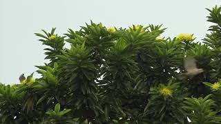 Bulbuls and sunbirds visiting Golden Penda trees