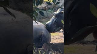 hippos can disect a human with 1 bite #hippo #wildlife