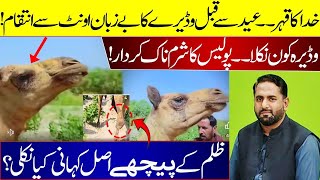 Sindh Camel video II Sanghar camel video II lastest news about Camel II Eid 2024 II Fiaz Mahmood