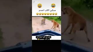 تموت من الضحك هههههههه فهد يفاجئ كلب شوف كيف صار الموقف تموت ضحك