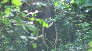 Peaceful encounter with an African Forest Elephant with HUGE tusks.