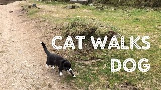 CAT WALKS DOG - OUR FIRST TRIP ON DARTMOOR