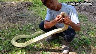 bersihkan kandang kingcobra golden kalimantan