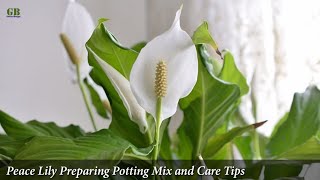 Peace Lily Preparing Potting Mix and Care Tips