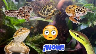 GECKOS, PITÓN MOLURUS, BOA DE MADAGASCAR, POGONAS, TORTUGAS, Y MÁS | AcuaFish ft. Aqua Blue 4K