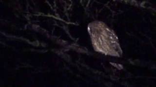 Female Tawny Owl spotlighted