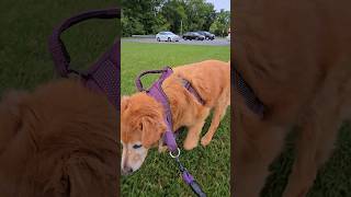 walk me old man! Titan age 13 #lovegoldens #dog #goldens #doglover #goldenretriever