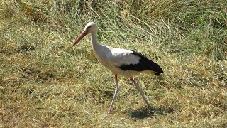 Daredevil Stork #Birds #Mowing #Shorts