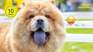 Funniest CHOW CHOW Videos of 2024🐶🦴 | TRY NOT TO LAUGH🤣