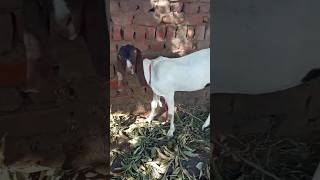 Goat farming village life#camel #youtubeshorts #goat #youtubevideos #ytshorts #youtube