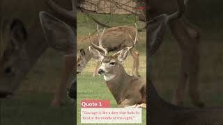 5 Most Inspiring Deer Quotes To Start Your Day Strong