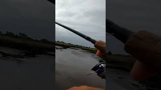 Sight Fishing Redfish, Jacksonville FL (#3) #shorts #fishing #redfish