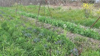 【自然農】2024年3月7日 定植直後の水菜・壬生菜寒さで葉が傷む・レタス苗そろそろ定植【natural farming】