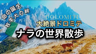 【イタリア愛犬旅】絶景世界遺産ドロミテをハイキング！3000m級の山塊が凄すぎた…！vol.2