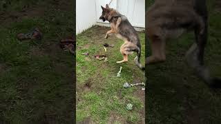 #charliedog plays fetch #shorts #germanshepherdpuppy #viraldogsvideos #cutedogs #1kviews #subscribe