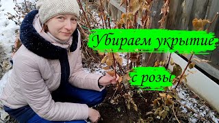 СДЕЛАЙТЕ ЭТО СЕЙЧАС!!! и вы сохраните свои розы