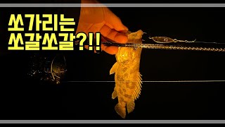 공주 초가을 쏘가리 포인트 소식을 전합니다.