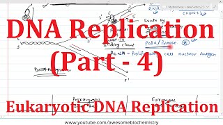 DNA Replication (Part 4) | Eukaryotic DNA Replication