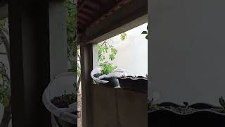 melhorando um pouco aparência da minha casa