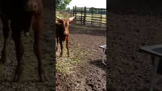 How Hamburger Is Made