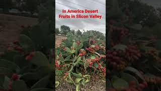 In America Desert fruits in Alok in valley