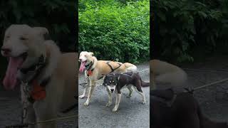 Dog sled team members, Juneau Alasksa